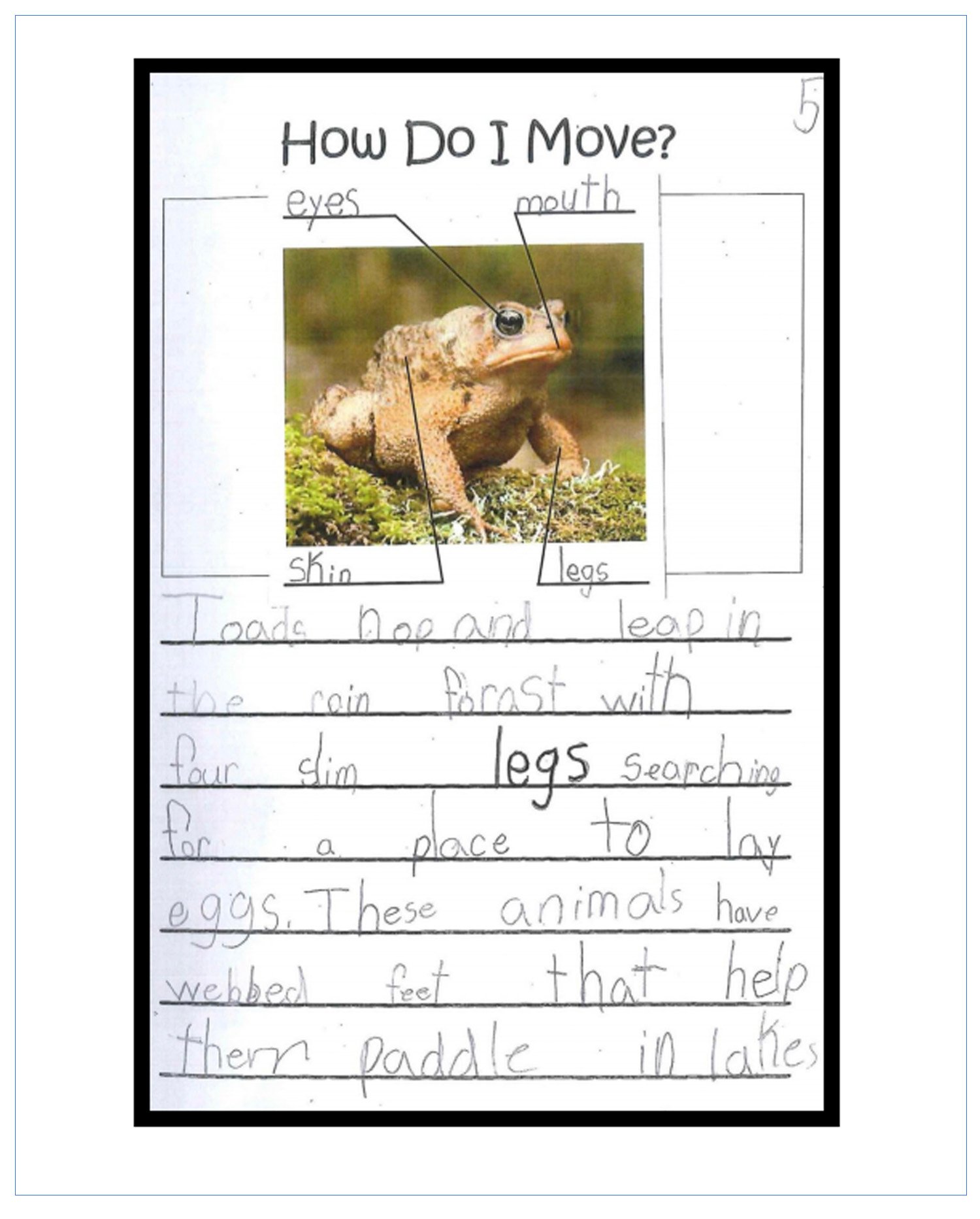 Frog.Sample Image